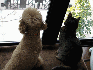 c0136736_231758.gif