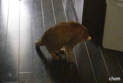 c0132438_20411086.jpg