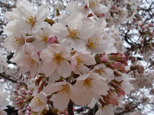 a0046339_2194664.jpg