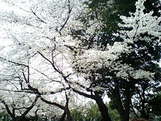 c0011446_18163271.jpg