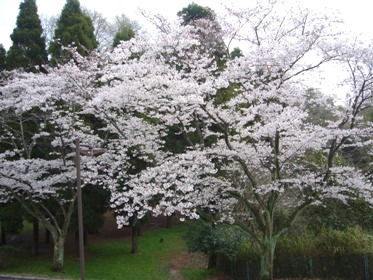e0100046_1622826.jpg