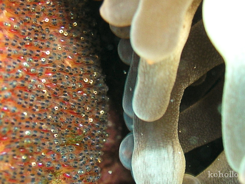 b0062363_95259.jpg