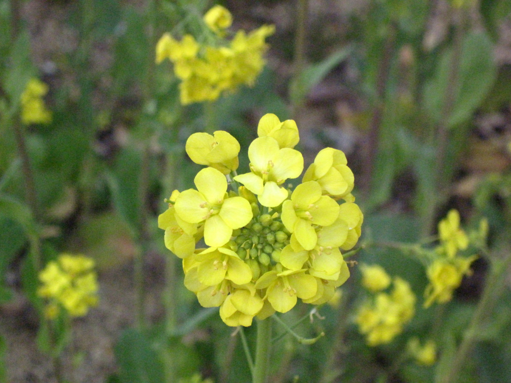 e0151775_125672.jpg