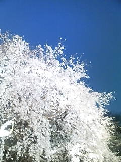 c0076383_20532334.jpg