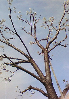 e0088684_0311596.jpg