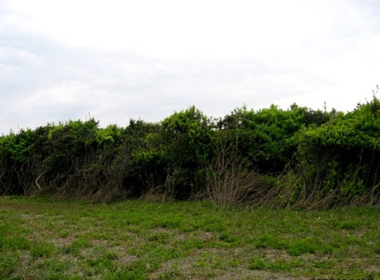 e0143690_20101968.jpg