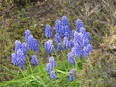 f0181394_1651573.jpg
