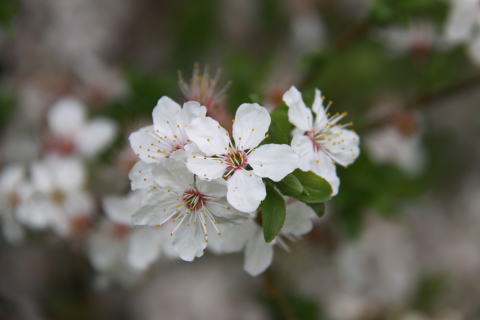 c0090198_5543436.jpg