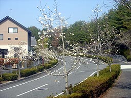 e0083820_1431194.jpg