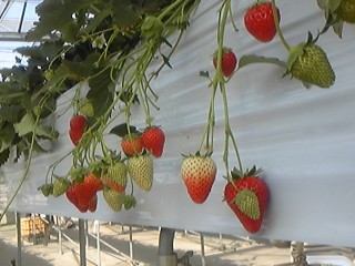 c0033521_9442847.jpg