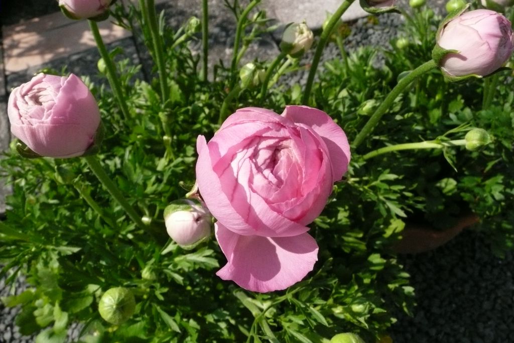 e0033229_20205771.jpg