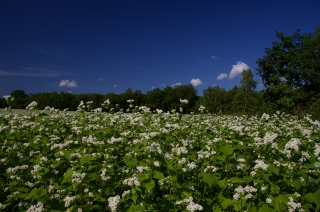 f0053130_22204070.jpg