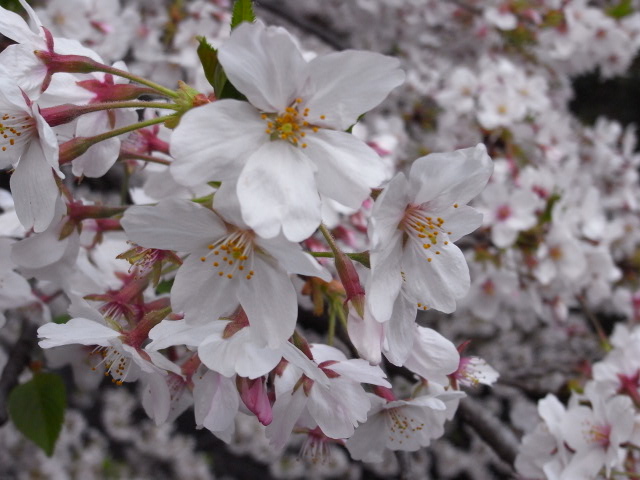 a0087341_21591614.jpg