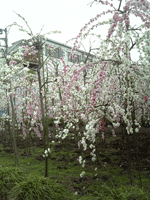 f0159844_18541511.gif
