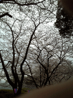 f0159844_1917534.gif