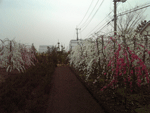 f0159844_19204035.gif