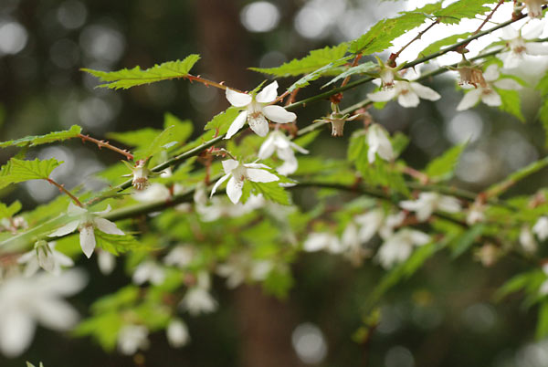c0043361_2353748.jpg