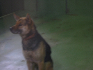 e0160568_1134541.jpg