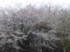 e0078370_919383.jpg