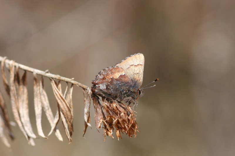 b0088772_7152425.jpg