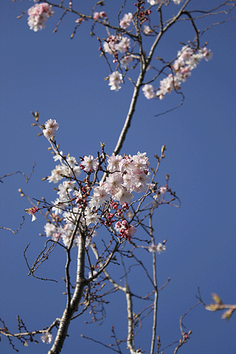 c0167576_712890.gif