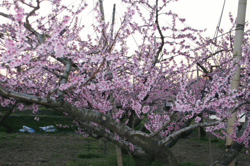 b0136683_117958.gif