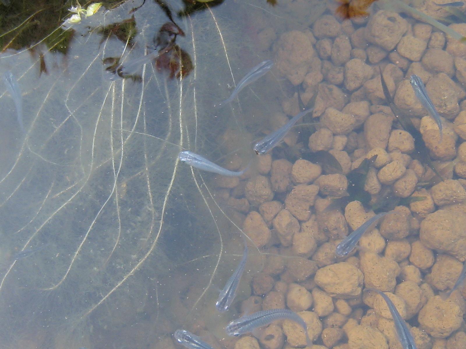 e0176785_959051.jpg