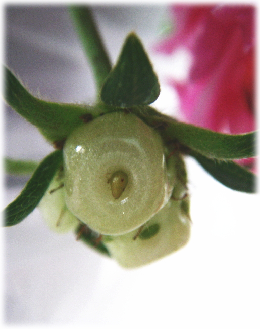 d0046294_8101396.jpg