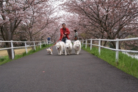 e0018604_7371542.gif