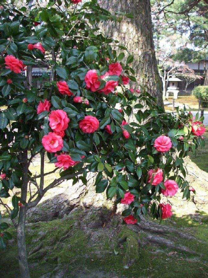 e0135219_15571289.jpg