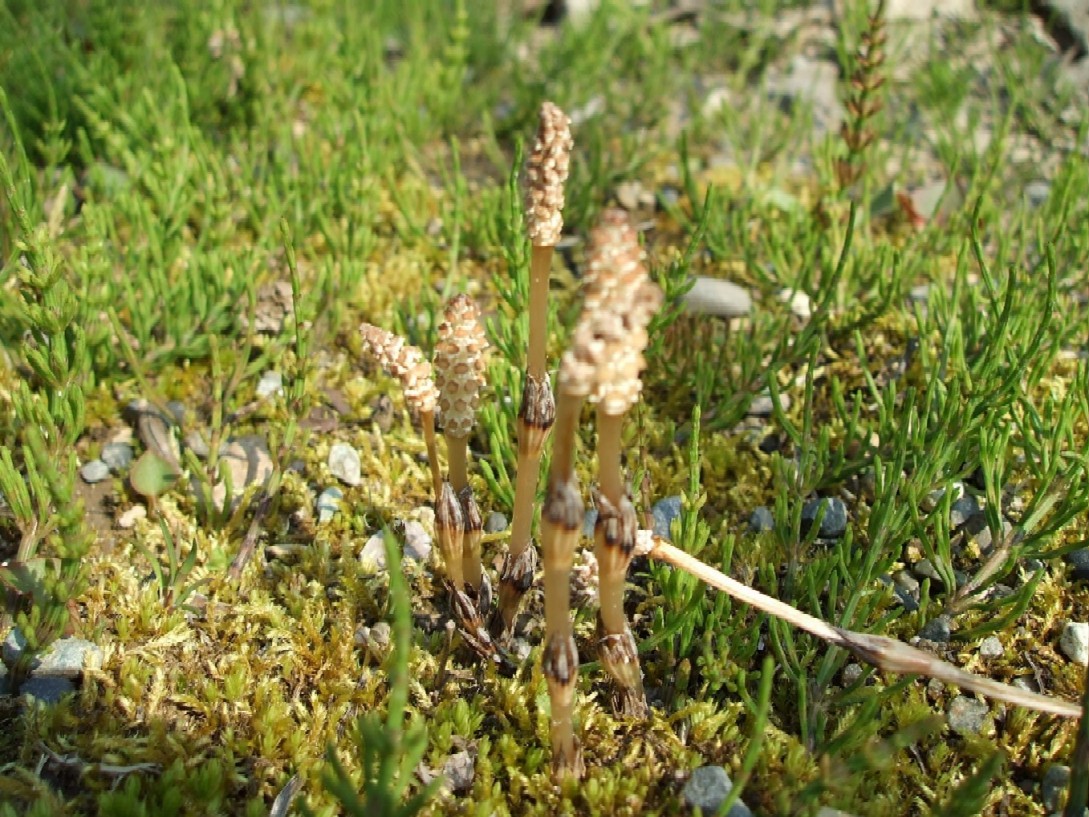 e0135219_15573190.jpg