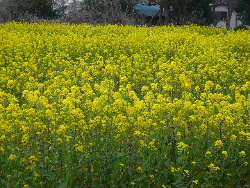 e0107122_160456.jpg