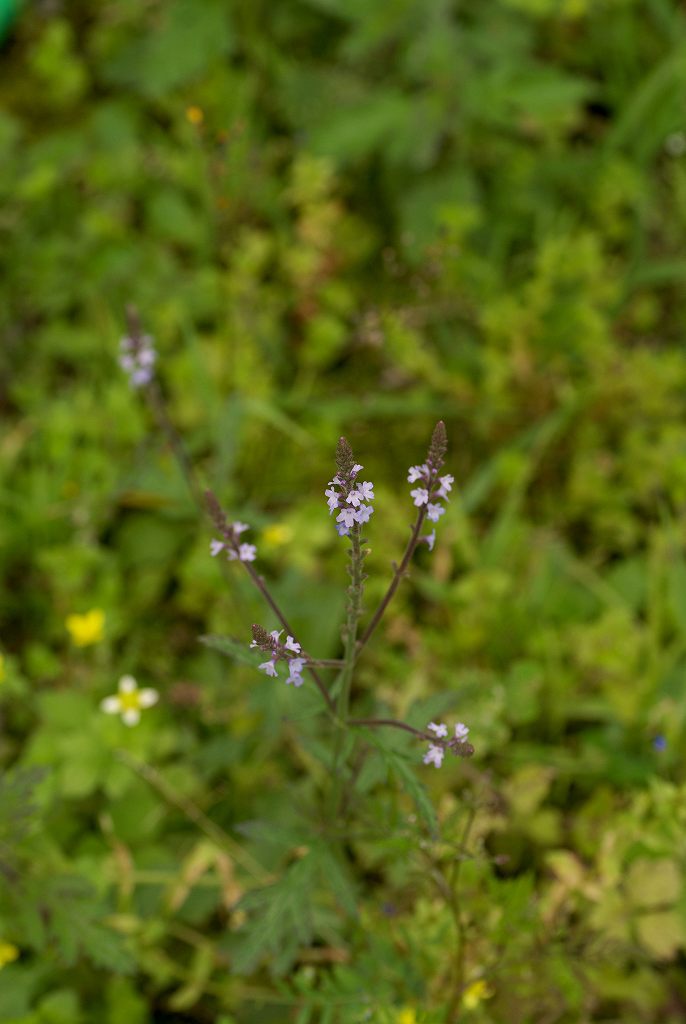 d0053930_17372860.jpg