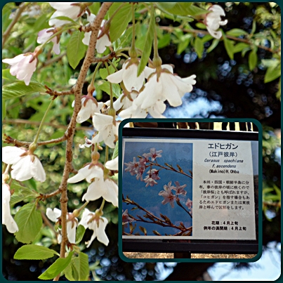 d0037233_10491134.jpg