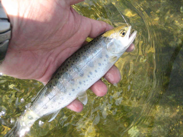 f0168947_1391036.jpg
