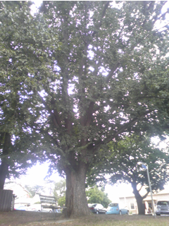 e0138350_12433769.jpg