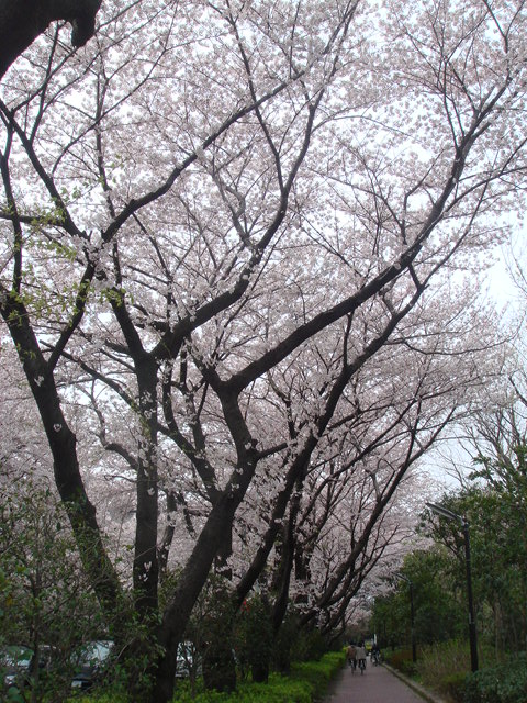 e0078564_2311451.jpg