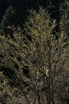 e0054067_2365932.jpg