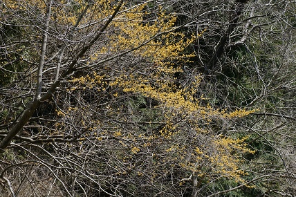 e0054067_2371718.jpg