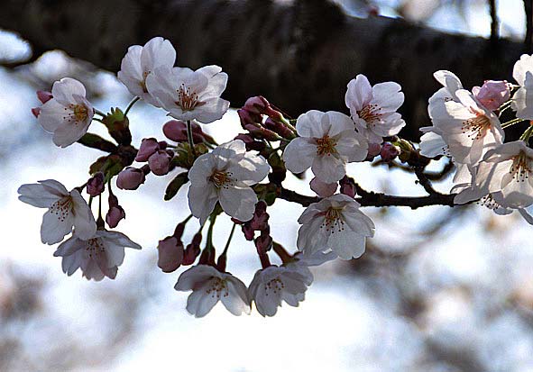 f0198771_044069.jpg
