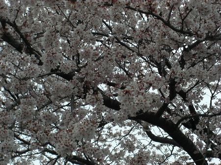 d0116578_11581950.jpg