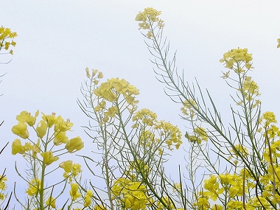 f0195204_16352354.jpg