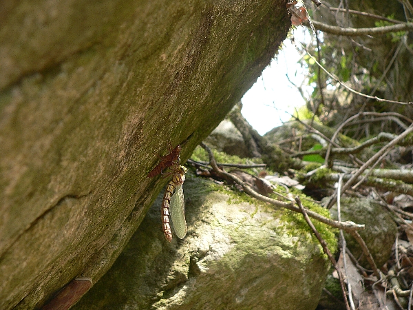 e0002314_1985638.jpg