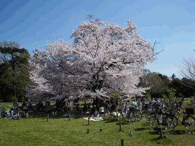 e0098223_10305645.gif