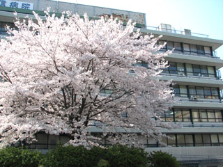 b0080027_1505595.jpg