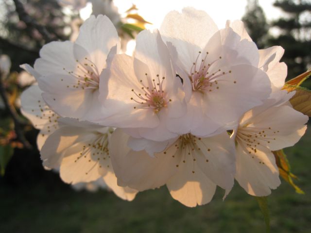 f0155431_2151042.jpg