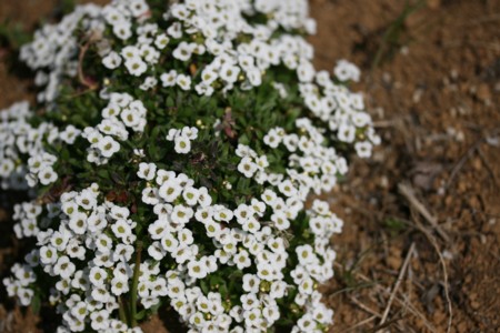 e0156038_10431571.jpg