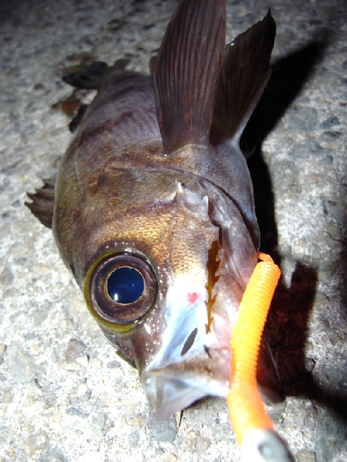 f0009238_23101932.jpg