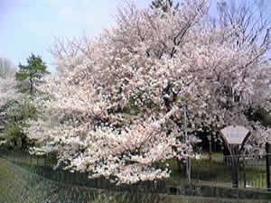 d0035245_2223497.jpg