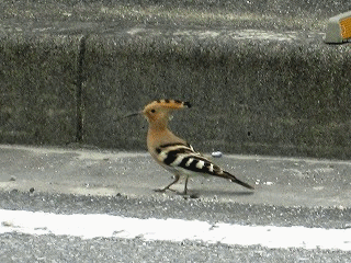 d0031853_5492839.gif